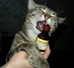 חתול ובקבוק של תמיסת ולריאן תמיד מצחיקים.