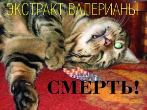ולריאן הוא חומר שמזיק לחתולים.