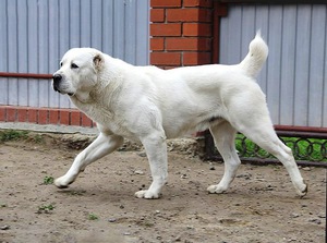 טורקמני אלאבאי: תמונות, מאפיינים בסיסיים, טיפול והדרכה