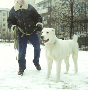 כלב רועים מרכז אסייתי עם בעליו בטיול.
