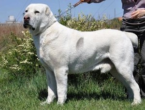 טורקמני אלאבאי - מאפייני גזע