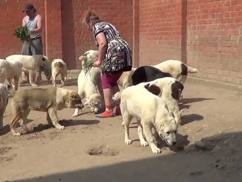 גורי אלבאי - איך לגדל אותם