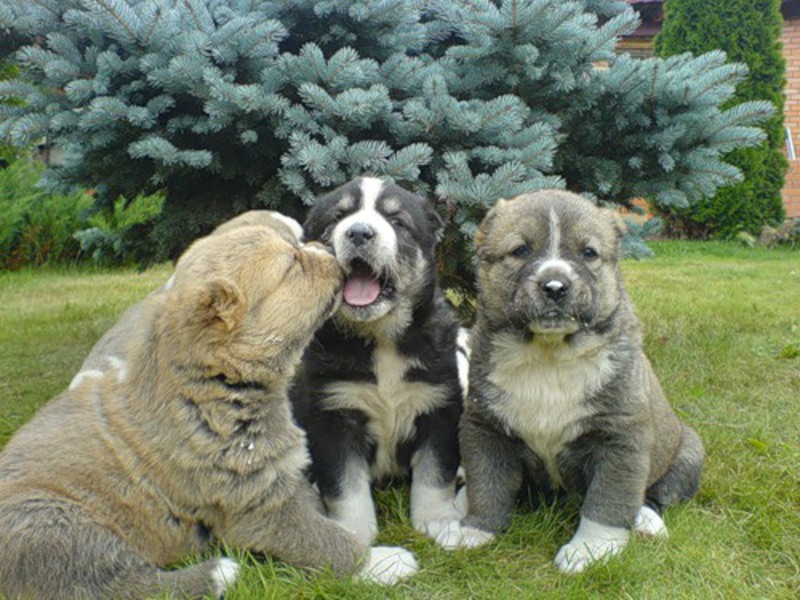 גורי אלבאי טורקמנים בטיול