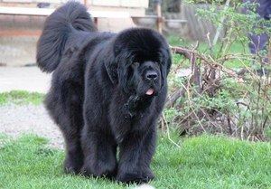 ניופאונדלנדים הם גם כלבים גדולים.