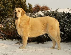 מסטיף ספרדי - תמונה של נציג הגזע
