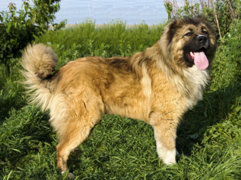 רועה קווקזי - תמונה של נציג הגזע בכלבייה