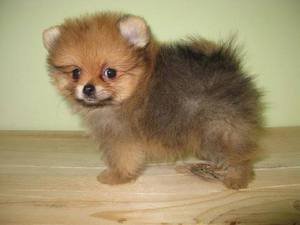 הכל על שפיץ גמד