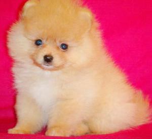 תיאור גזע שפיץ מיניאטורי