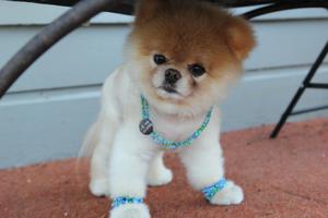 איך לטפל בספיץ