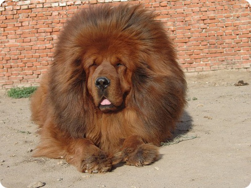 מסטיף טיבטי הוא כלב יפהפה.