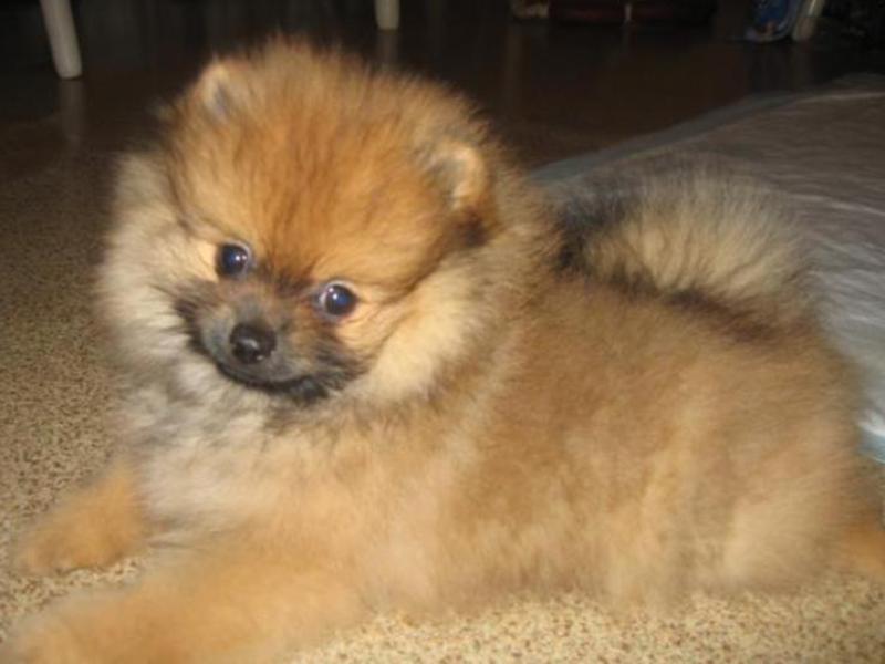 מאפייני גזע שפיץ