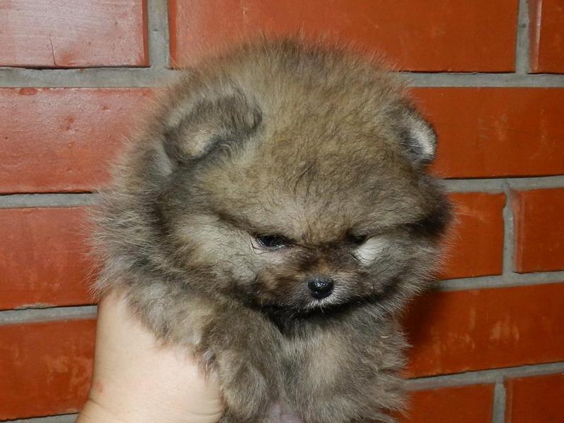 איך לטפל בפומרניאן