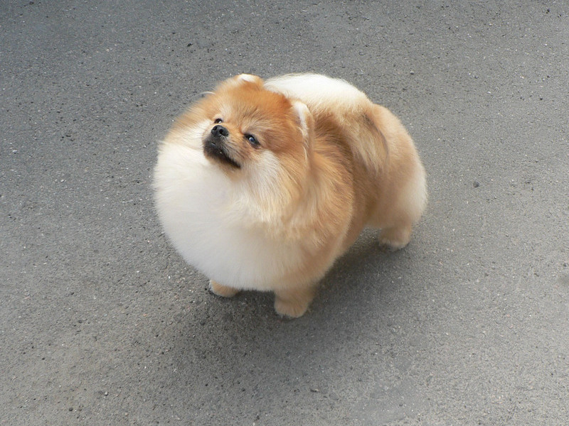 גור פומרניאן