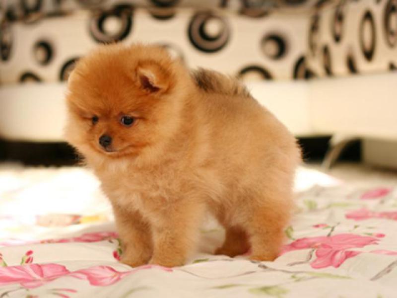 כיצד לטפל כראוי בכלבי שפיץ