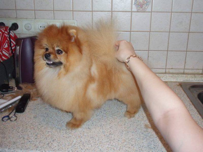 האכלת פומרניאן