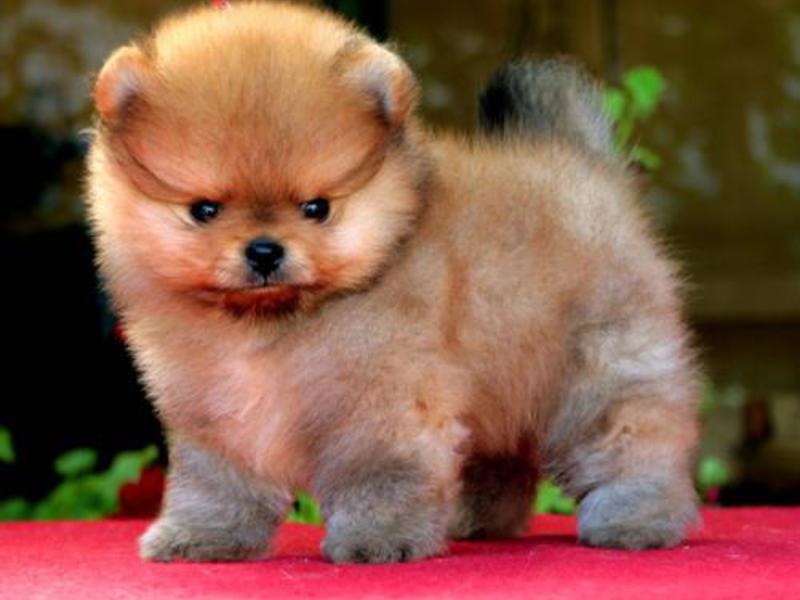 פומרניאן מיניאטורי