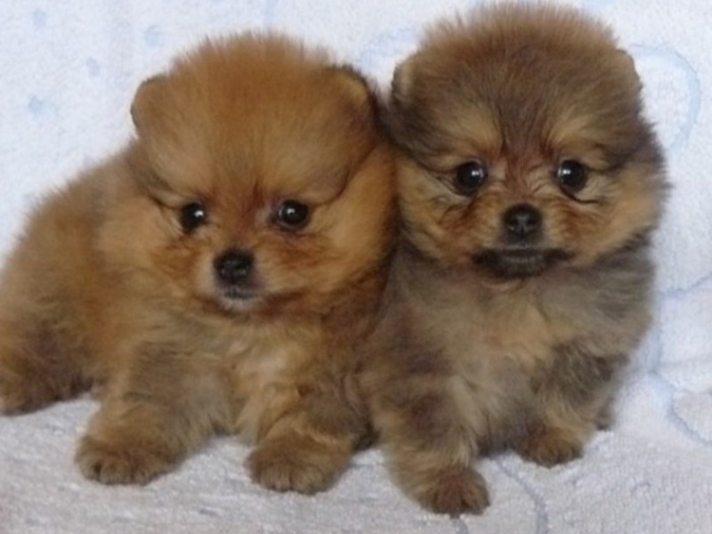 גור פומרניאן