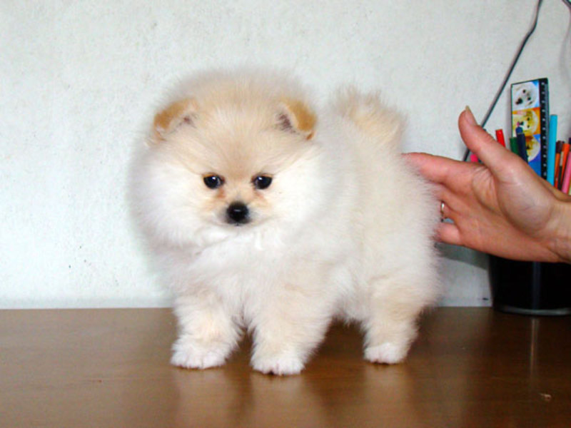 איך לטפל בספיץ