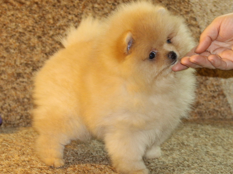 גזעי כלבים קטנים