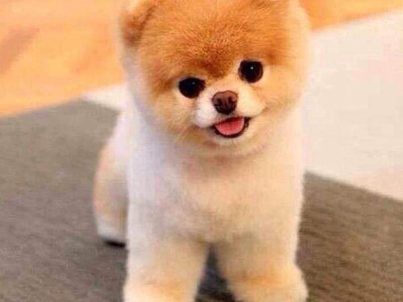 תיאור גזע הפומרניאן