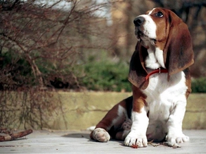 איך לבחור כלב בגודל בינוני איך לשמור על כלב