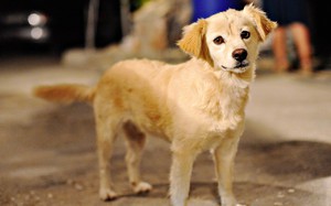 כלבים מגזע מיוחד