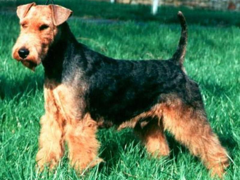 איזה גזע הוא הטוב ביותר? איזה גזע כלבים כדאי לי לבחור?