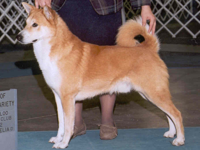 כלבים בגודל בינוני גזע כלבים