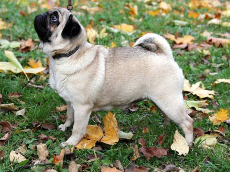 גזעי כלבים בגודל בינוני איך לטפל בכלבים