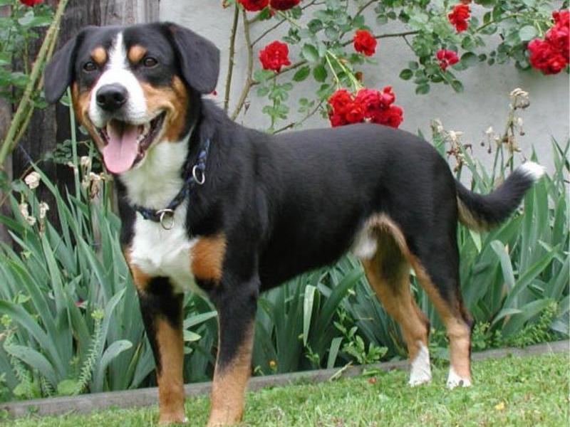 גזע כלבים בינוני האכלת כלבים בגודל בינוני