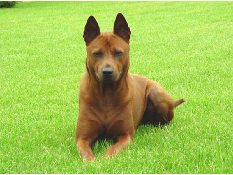 כלב יפהפה איך להאכיל כלב כראוי