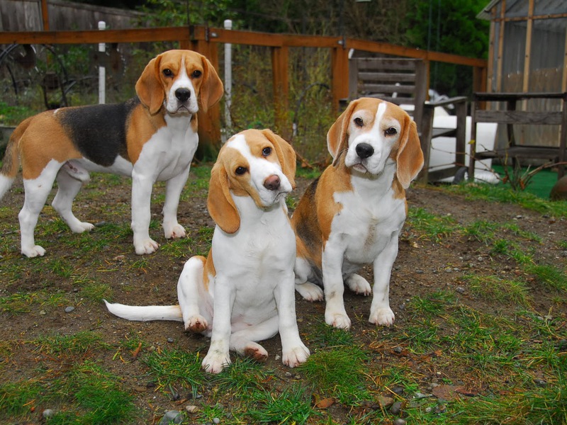 כלבים בגודל בינוני תיאור גזעי כלבים