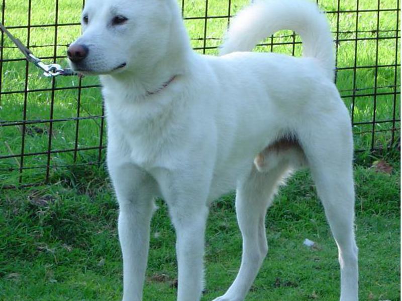 איזה גזע הוא הטוב ביותר? כלב בגודל בינוני