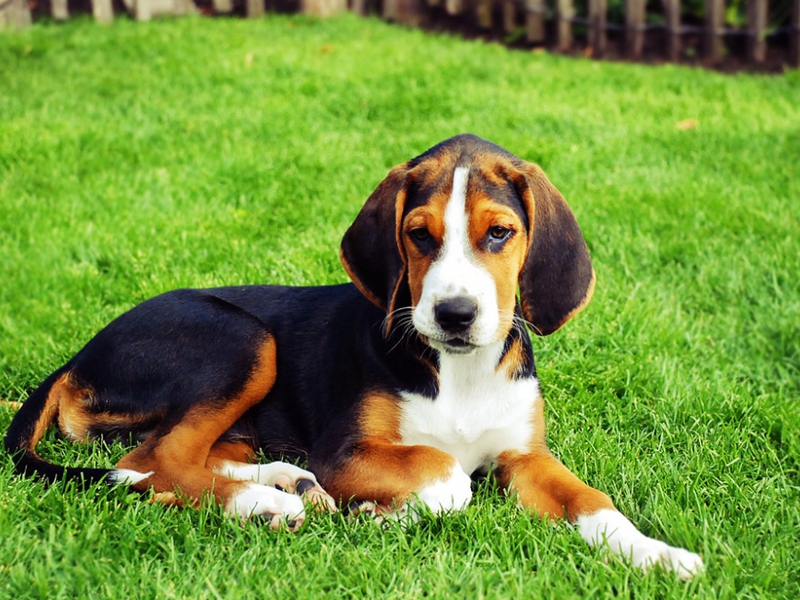 מאפייני כלבים קטנים תחזוקת כלבים בגודל בינוני