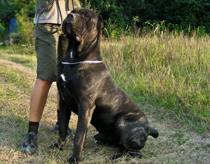טיפול בכלבי קורסו