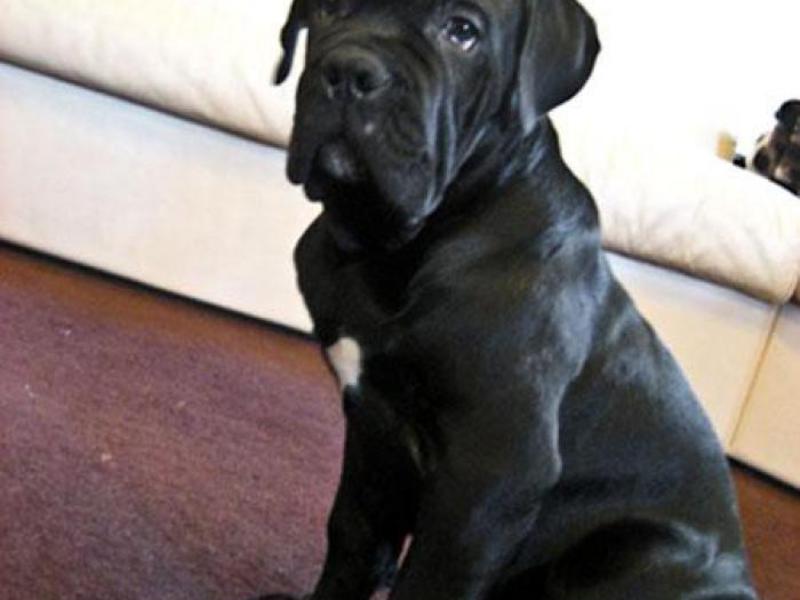 איך נראים כלבי קוני קורסוס?