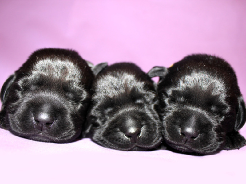 איך לבחור גור קוני קורסו