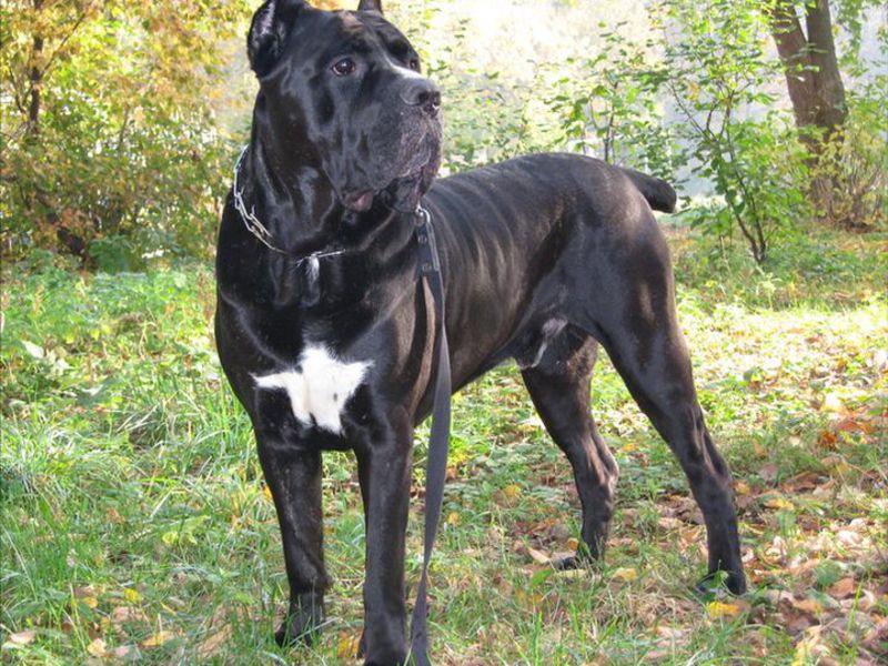 גזע כלבים נדיר