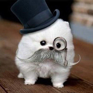 אילו כלבים הם הכי חכמים?