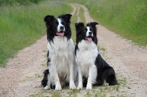 כלבי בורדר קולי הם כלבים אינטליגנטיים מאוד.