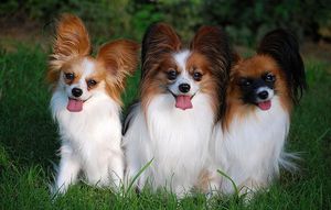 גזע הפפילון - חיצוני ומאפיינים