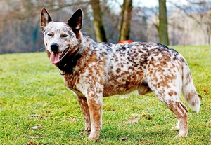 הילר אוסטרלי - איזה סוג של גזע זה?