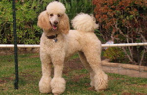 הפודל מאוד קל לאילוף.