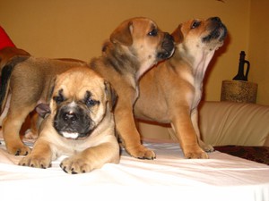 גזע כלבים קה דה בו