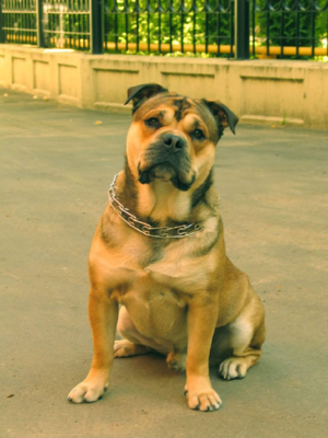 איך לטפל בכלב קדבו גזע כלבים קדבו