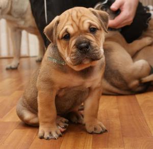 כללי טיפול בכלבים איך לטפל בכלבי קדבו