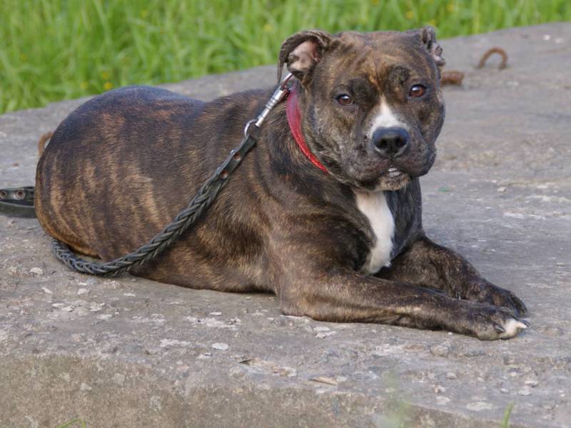 מאיפה הגיע הגזע? גזע כלבים קה דה בו