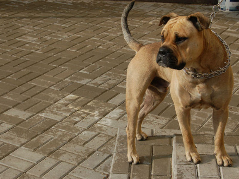 גזע כלבים קדבו האכלת הקדבו