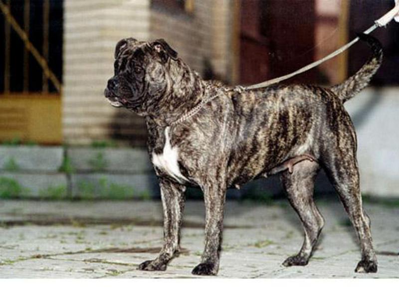 איך נראה כלב קדבו? גורי קדבו