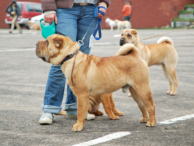 מראה כלבי קדבו גורי קה דה בו מכמה מהנציגים הטובים ביותר של הגזע